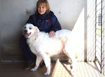 Gualter - und der staubige, unsichtbare Koffer