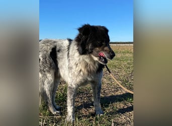 Ray - Zeig mir die Welt außerhalb des Zwingers...