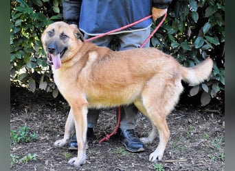 Anthaniel - Groß genug für "Wow" - zu charmant für "Weiter".