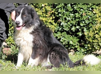 Frasio - Wenn Lebendigkeit zum Verhängnis wird