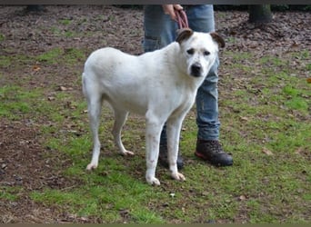 El Fava - hübscher Junge mit braunen Öhrchen