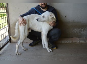 Benoit - SOS - Hellbraune Augen, die sich nach Liebe sehen
