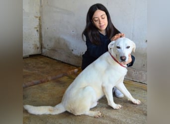 Armindo - aller guten Dinge sind drei