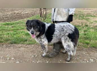 Ray - Zeig mir die Welt außerhalb des Zwingers...