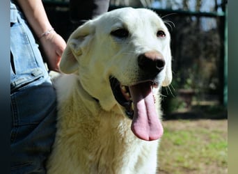 Scoutie - Scoutie hat Fernweh nach Liebe