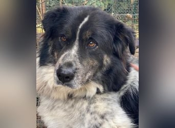 Ray - Zeig mir die Welt außerhalb des Zwingers...