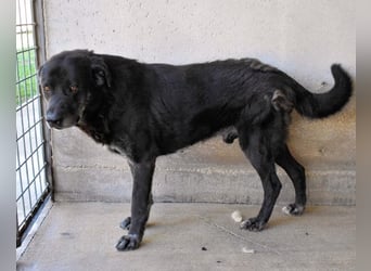 Idrysh - große Hunde werfen lange Schatten