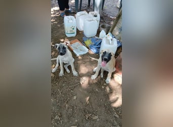 Inga - (Dringend Pflegestelle oder Zuhause gesucht)  Zwei kleine Hunde und ...