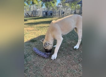 Inga - (Dringend Pflegestelle oder Zuhause gesucht)  Zwei kleine Hunde und ...