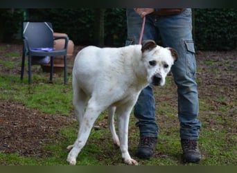 El Fava - hübscher Junge mit braunen Öhrchen