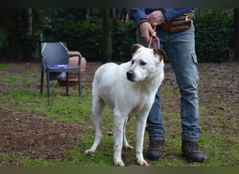 El Fava - hübscher Junge mit braunen Öhrchen