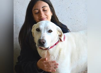 Armindo - aller guten Dinge sind drei