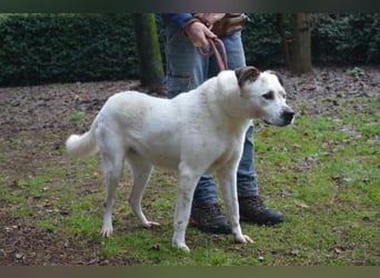El Fava - hübscher Junge mit braunen Öhrchen