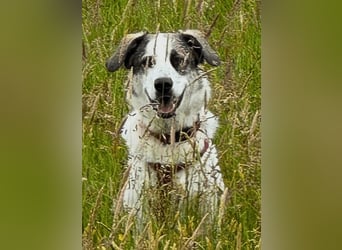Nelly sucht dich - Groß, liebenswert und voller Herz