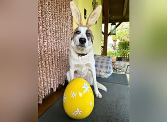 Nelly sucht dich - Groß, liebenswert und voller Herz