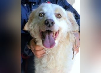 Gualter - und der staubige, unsichtbare Koffer