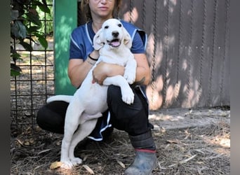 Scoutie - Scoutie hat Fernweh nach Liebe