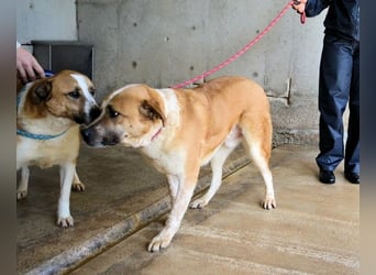 Savery - Drei Leben. Drei Chancen.