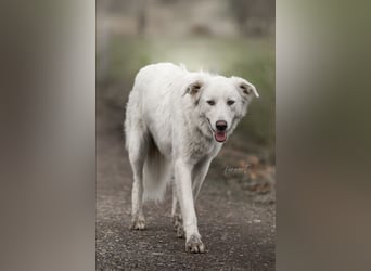 Tennison - Fellknäuel sucht dringend großes Körbchen