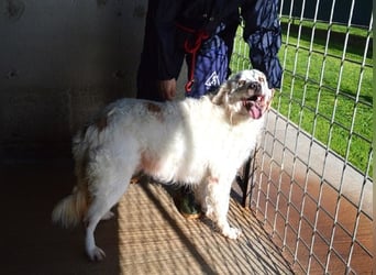 Gualter - und der staubige, unsichtbare Koffer