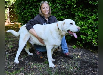 Scoutie - Scoutie hat Fernweh nach Liebe