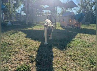 Inga - (Dringend Pflegestelle oder Zuhause gesucht)  Zwei kleine Hunde und ...
