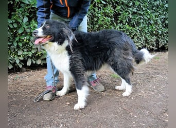 Frasio - Wenn Lebendigkeit zum Verhängnis wird