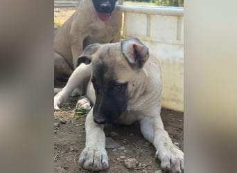 Inga - (Dringend Pflegestelle oder Zuhause gesucht)  Zwei kleine Hunde und ...