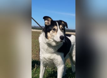 Giangy - Lebens- und Liebesverlängernde Maßnahmen