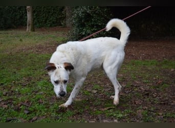 El Fava - hübscher Junge mit braunen Öhrchen