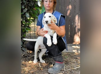 Scoutie - Scoutie hat Fernweh nach Liebe