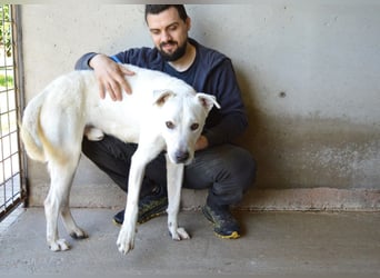 Benoit - SOS - Hellbraune Augen, die sich nach Liebe sehen