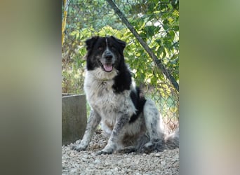 Ray - Zeig mir die Welt außerhalb des Zwingers...