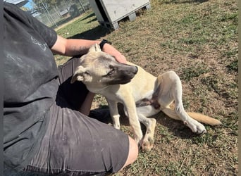 Inga - (Dringend Pflegestelle oder Zuhause gesucht)  Zwei kleine Hunde und ...