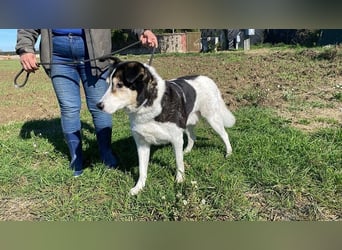 Giangy - Lebens- und Liebesverlängernde Maßnahmen