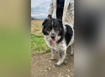 Ray - Zeig mir die Welt außerhalb des Zwingers...