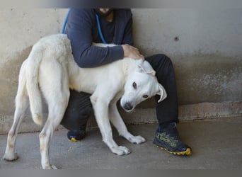 Benoit - NOTFALL - Hellbraune Augen, die sich nach Liebe sehen
