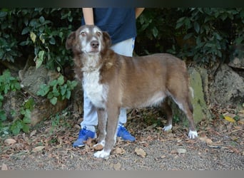 Lynwood - Ein Hund der Sorte «10 von 10 Punkten»