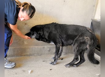 Idrysh - große Hunde werfen lange Schatten
