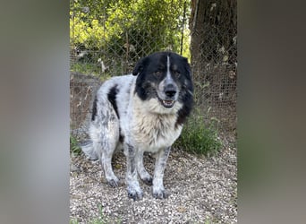 Ray - Zeig mir die Welt außerhalb des Zwingers...