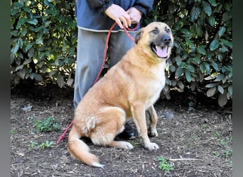 Anthaniel - Groß genug für "Wow" - zu charmant für "Weiter".