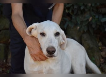 Scoutie - Scoutie hat Fernweh nach Liebe