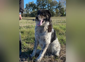 Ray - Zeig mir die Welt außerhalb des Zwingers...