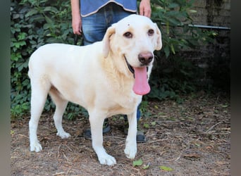 Scoutie - Scoutie hat Fernweh nach Liebe