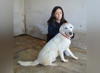 Armindo - aller guten Dinge sind drei