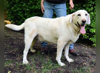 Scoutie - Scoutie hat Fernweh nach Liebe