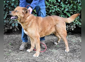 Vivaldo - ...steht vor der falschen Tür