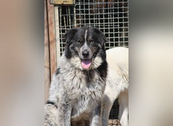 Ray - Zeig mir die Welt außerhalb des Zwingers...