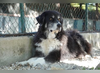 Kuno - Ein Ende in Sicht?