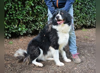 Frasio - Wenn Lebendigkeit zum Verhängnis wird